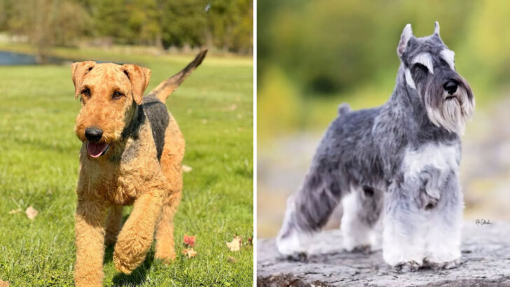 Your Guide to 15 Wire-Haired Dog Breeds That Fit Right Into Family Life