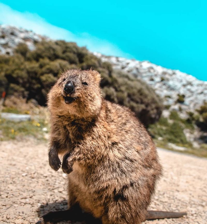 Quokka