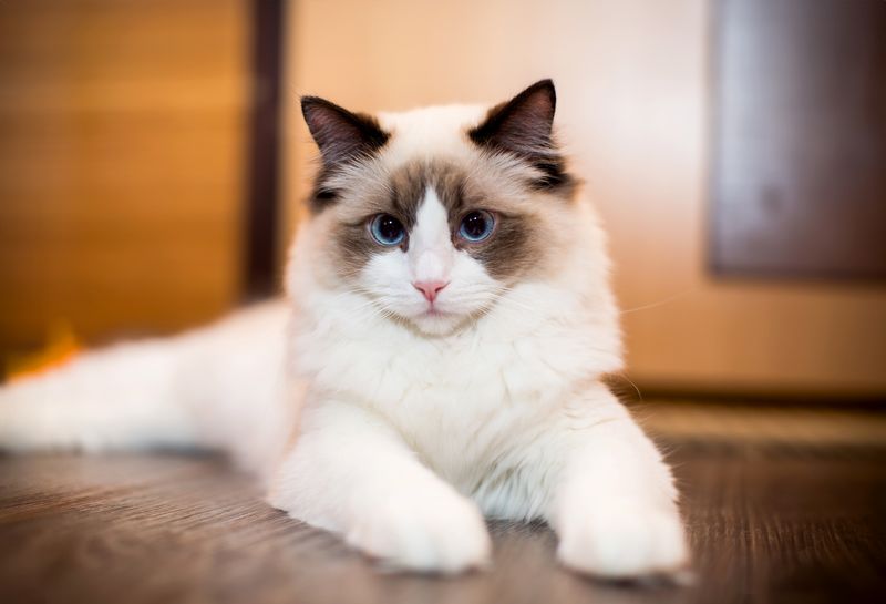 Ragdoll