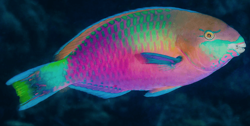 Rainbow Parrotfish