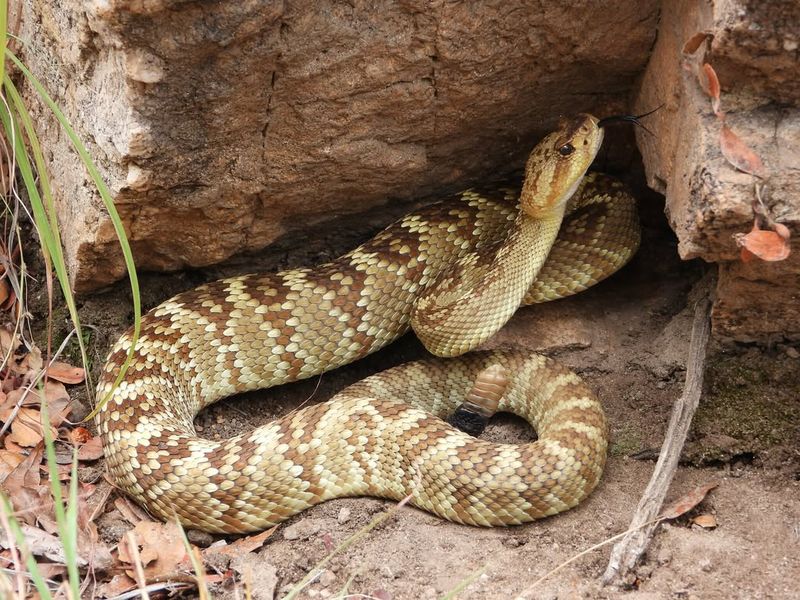 Rattlesnake