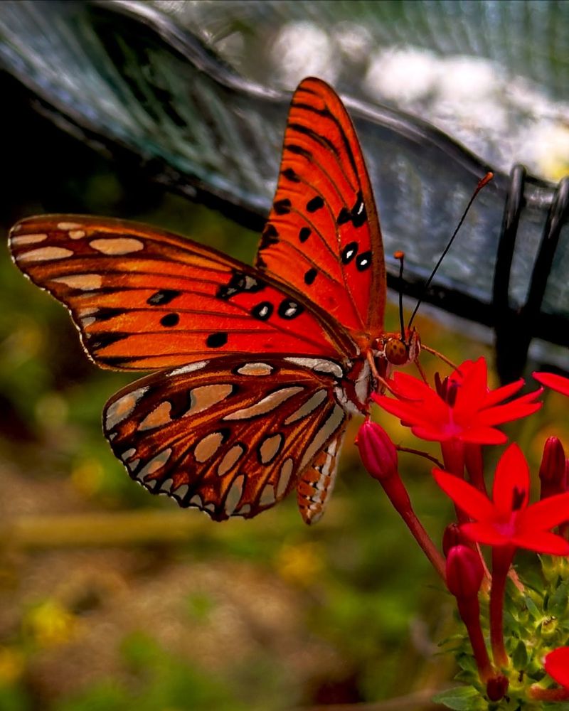 Red Butterfly