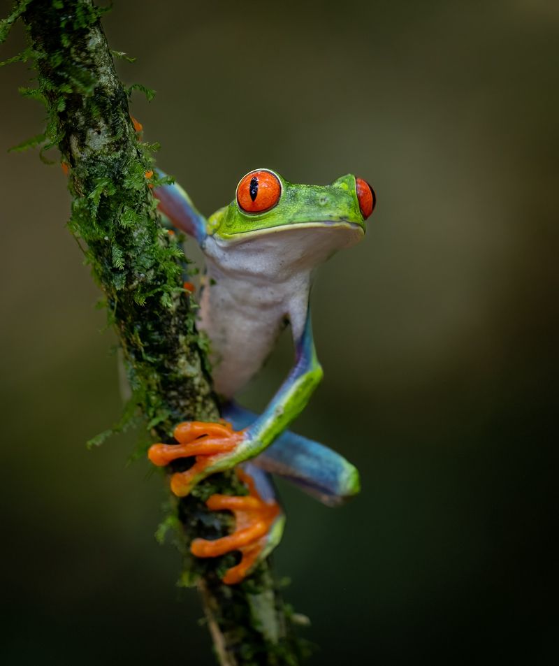 Red-Eyed Tree Frog