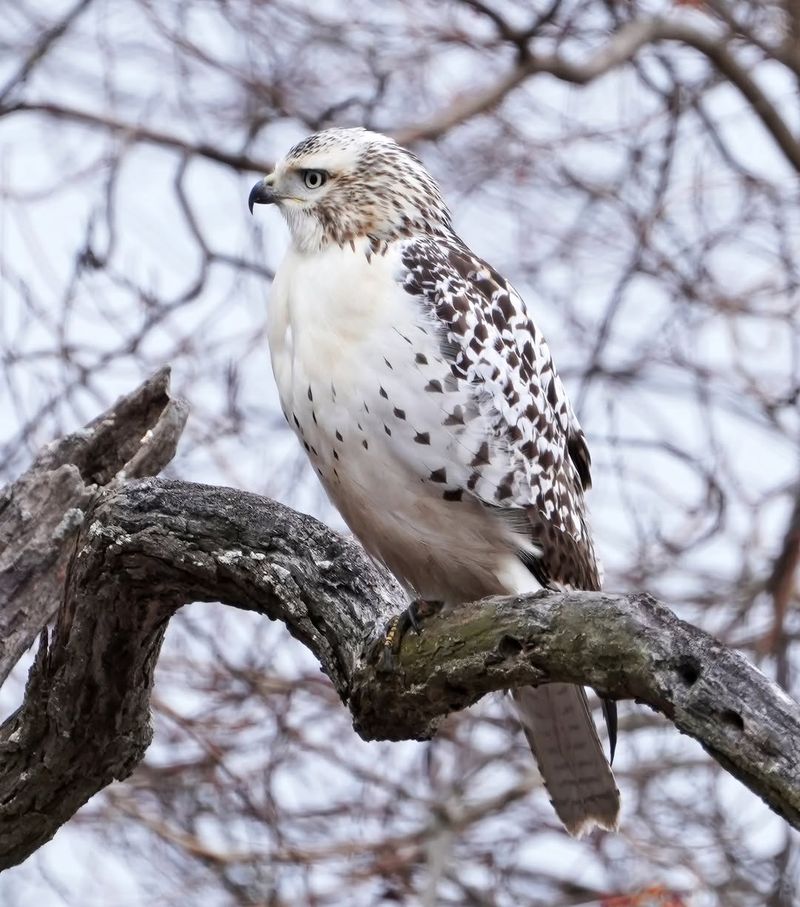 Red-Tailed Hawk