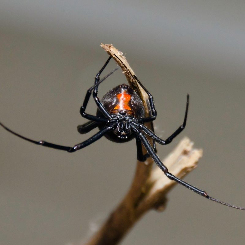 Redback Spider