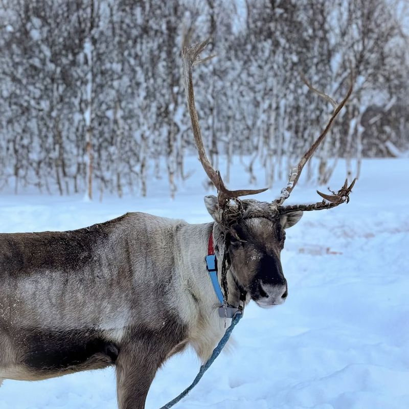 Reindeer