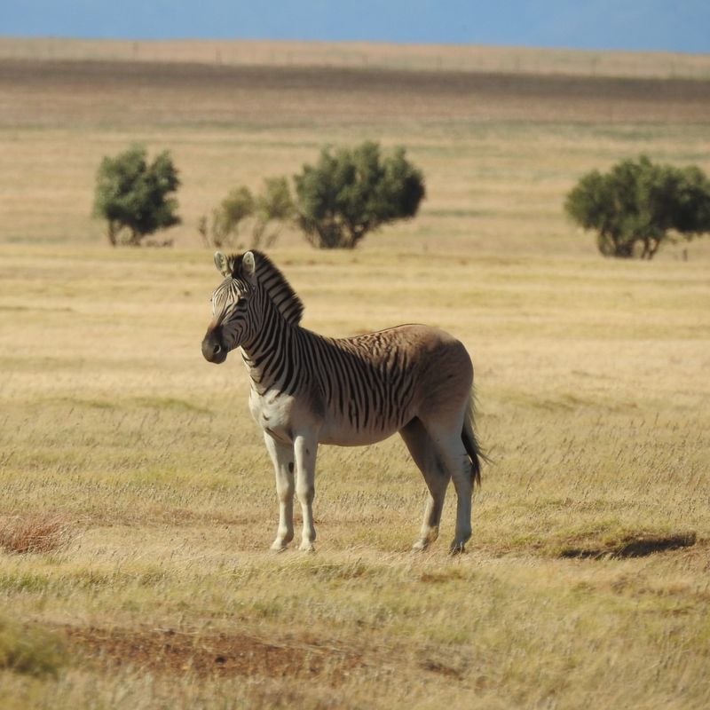 Remembering 14 Once-Majestic Species Lost to Extinction in the Last 150 Years