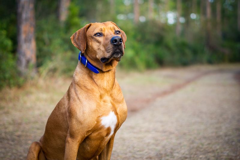 Rhodesian Ridgeback