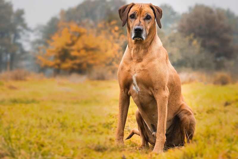 Rhodesian Ridgeback