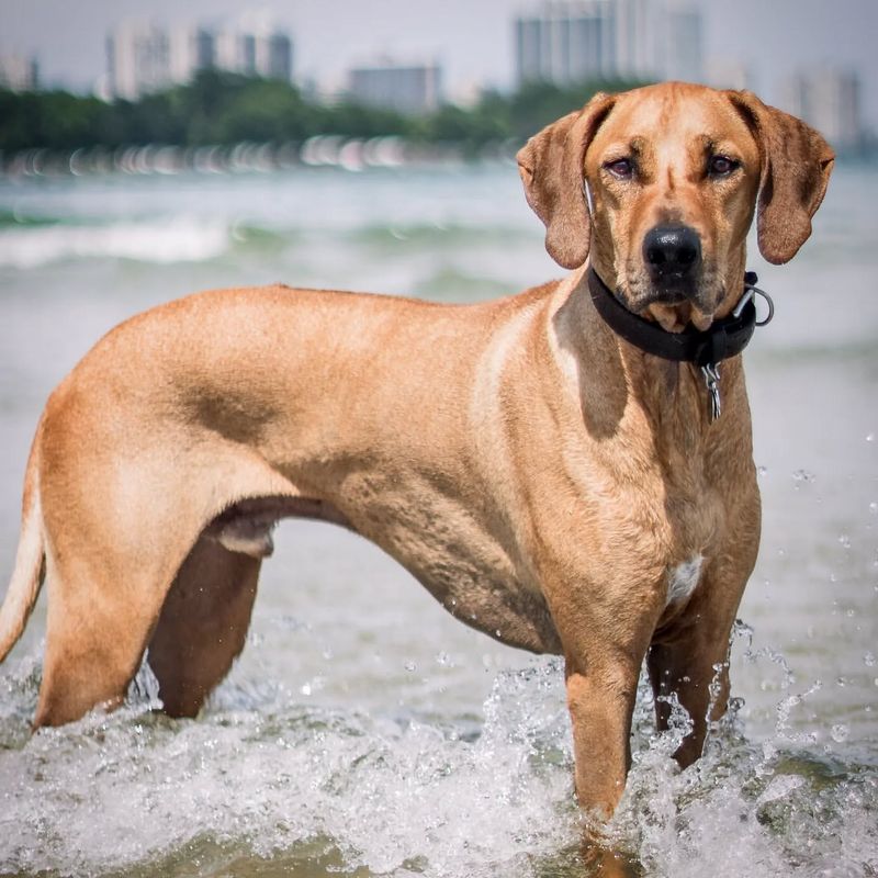 Rhodesian Ridgeback