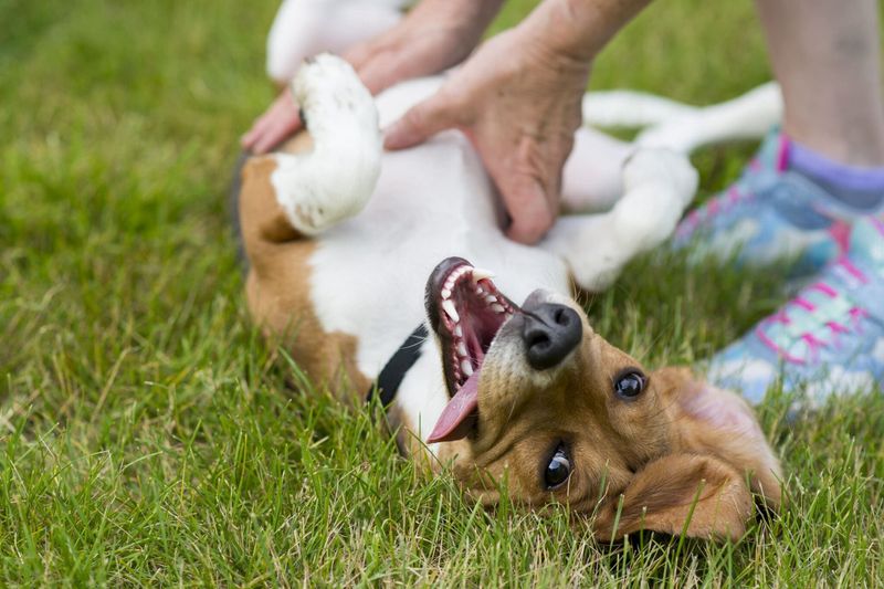 Rolling Over for Belly Rubs