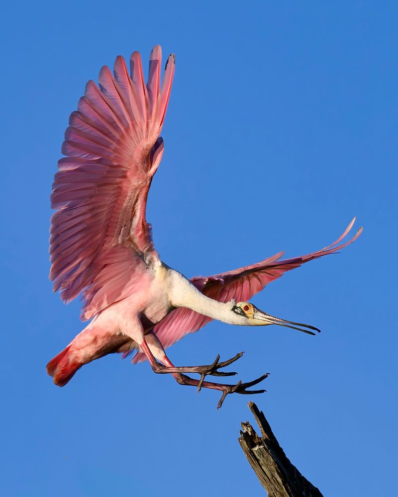 Roseate Spoonbill