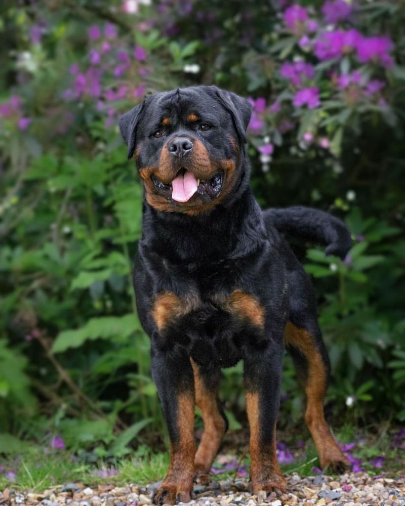 Rottweiler