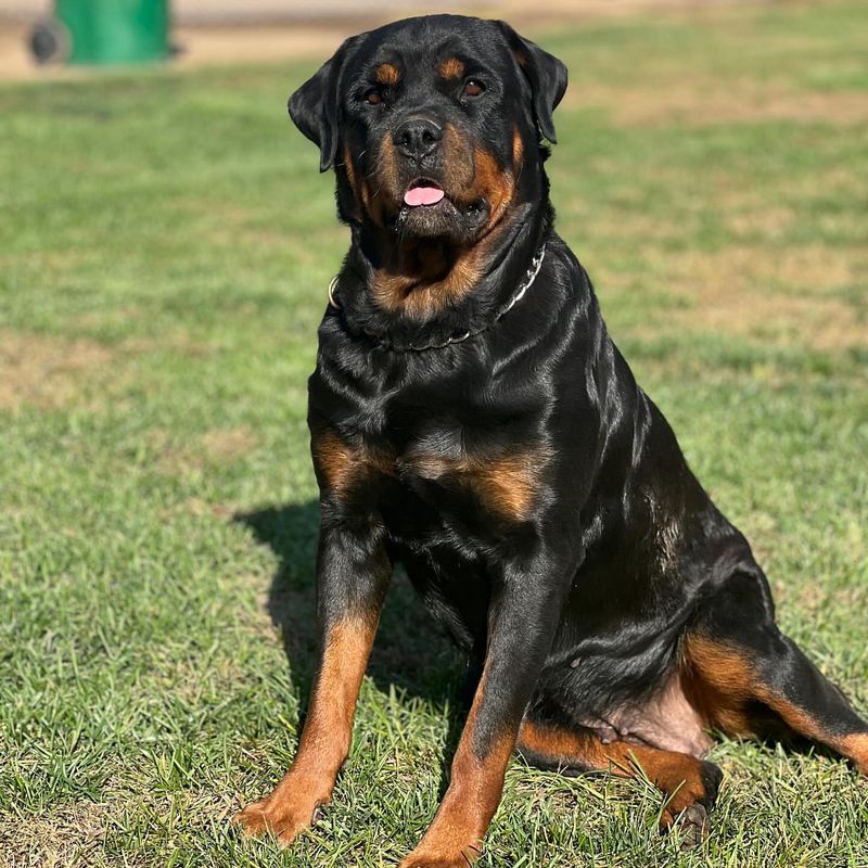 Rottweiler