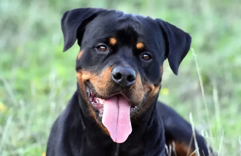 Rottweiler