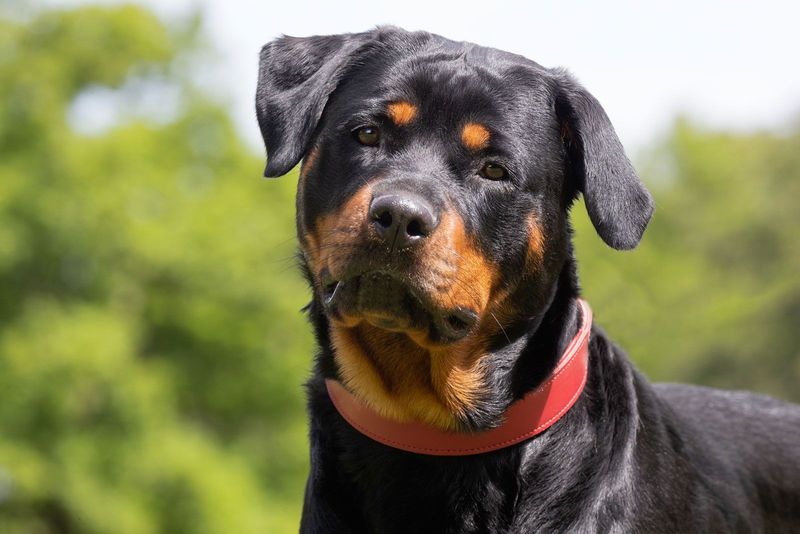 Rottweiler