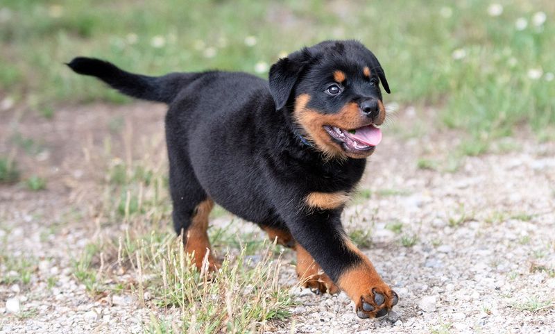 Rottweiler