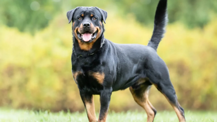 12 Dog Breeds That May Not Be Ideal for Kids at Home