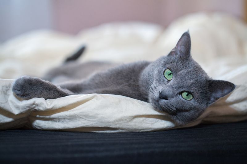 Russian Blue