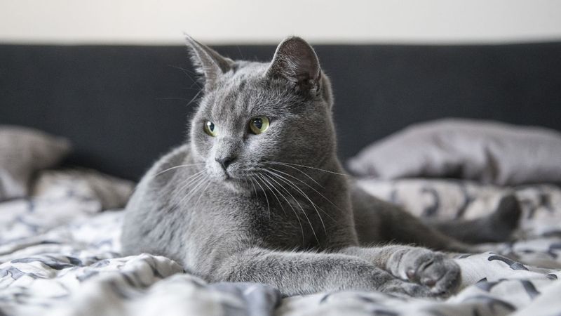 Russian Blue