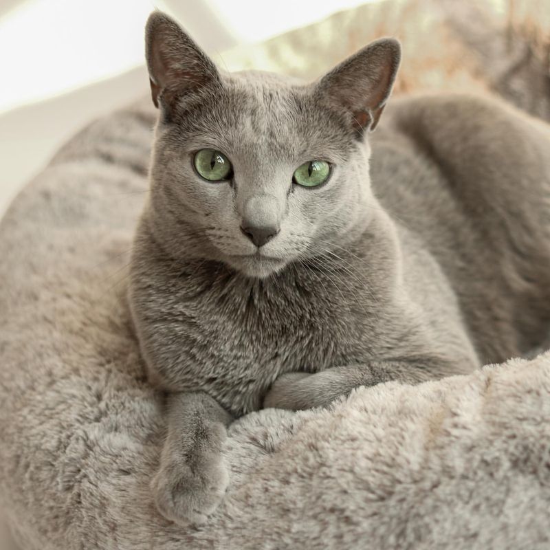 Russian Blue