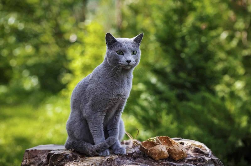 Russian Blue's Mystique