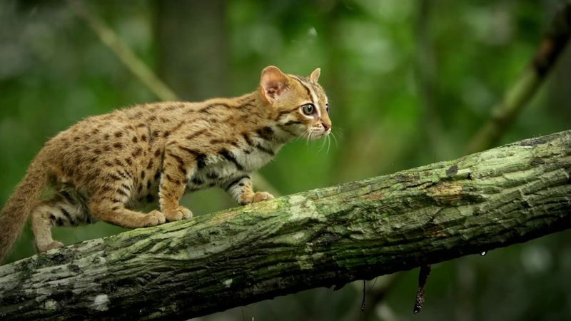 Rusty-Spotted Cat