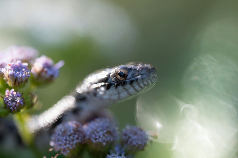 SNAKE ALERT! 8 Powerful Scents That Could Be Drawing These Animals Out of Hiding