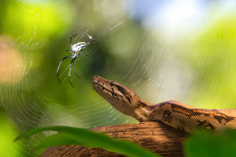 SNAKE ALERT! 8 Powerful Scents That Could Be Drawing These Animals Out of Hiding