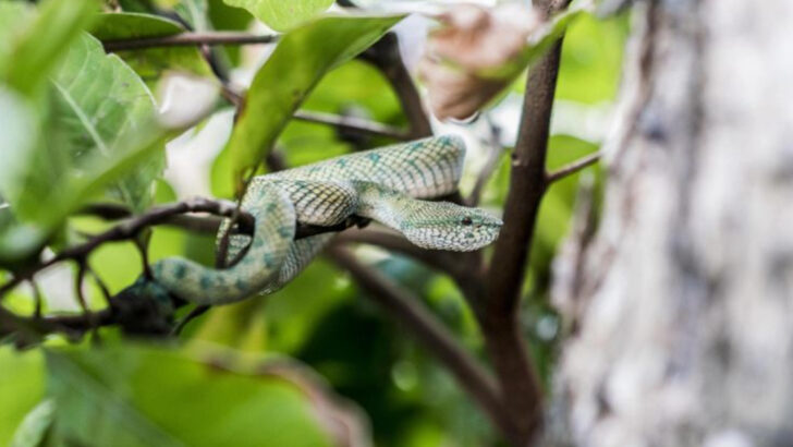 SNAKE ALERT! 8 Powerful Scents That Could Be Drawing These Animals Out of Hiding