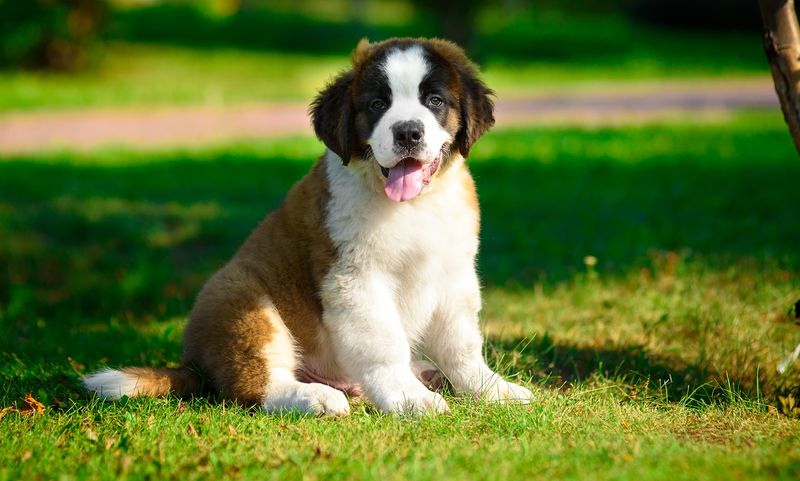 Saint Bernard