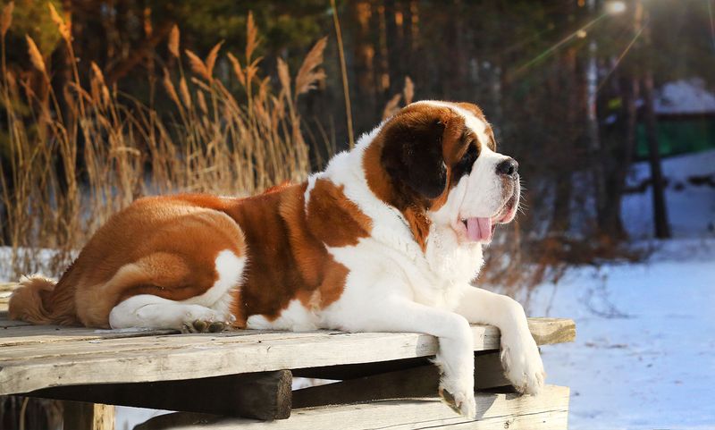 Saint Bernard