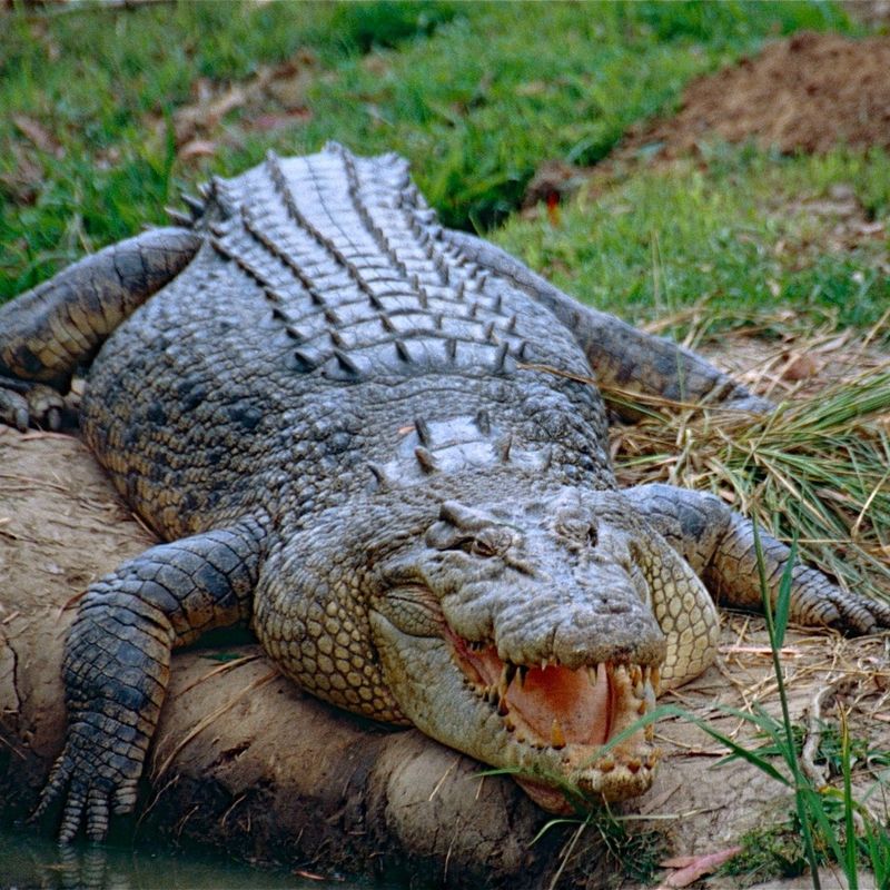 Saltwater Crocodile