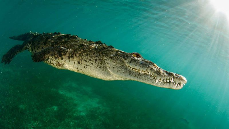 Saltwater Crocodiles