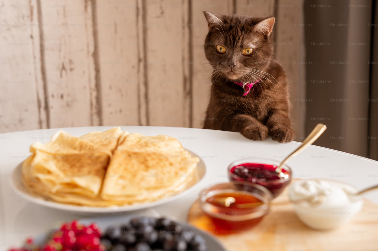 9 Foods You Should Never Give to Your Cat