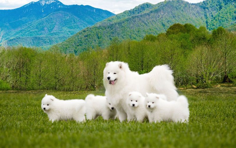 Samoyed