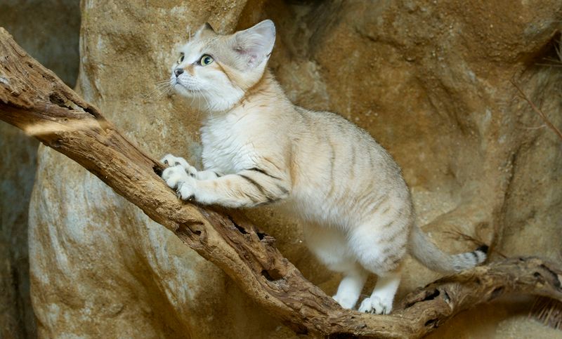 Sand Cat