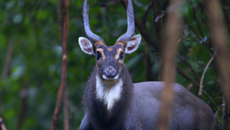 Saola