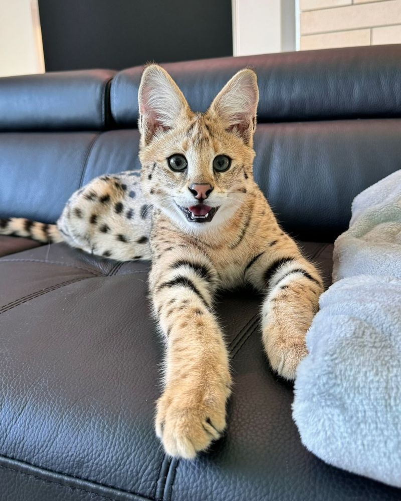 Savannah Cat