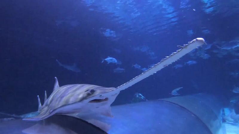 Sawfish