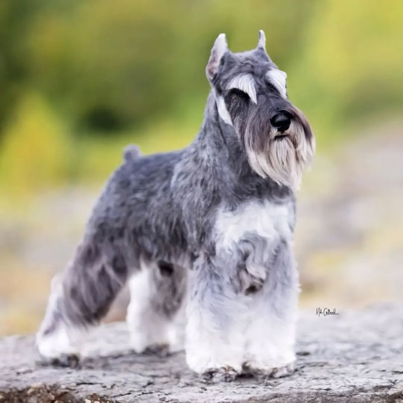 Schnauzer