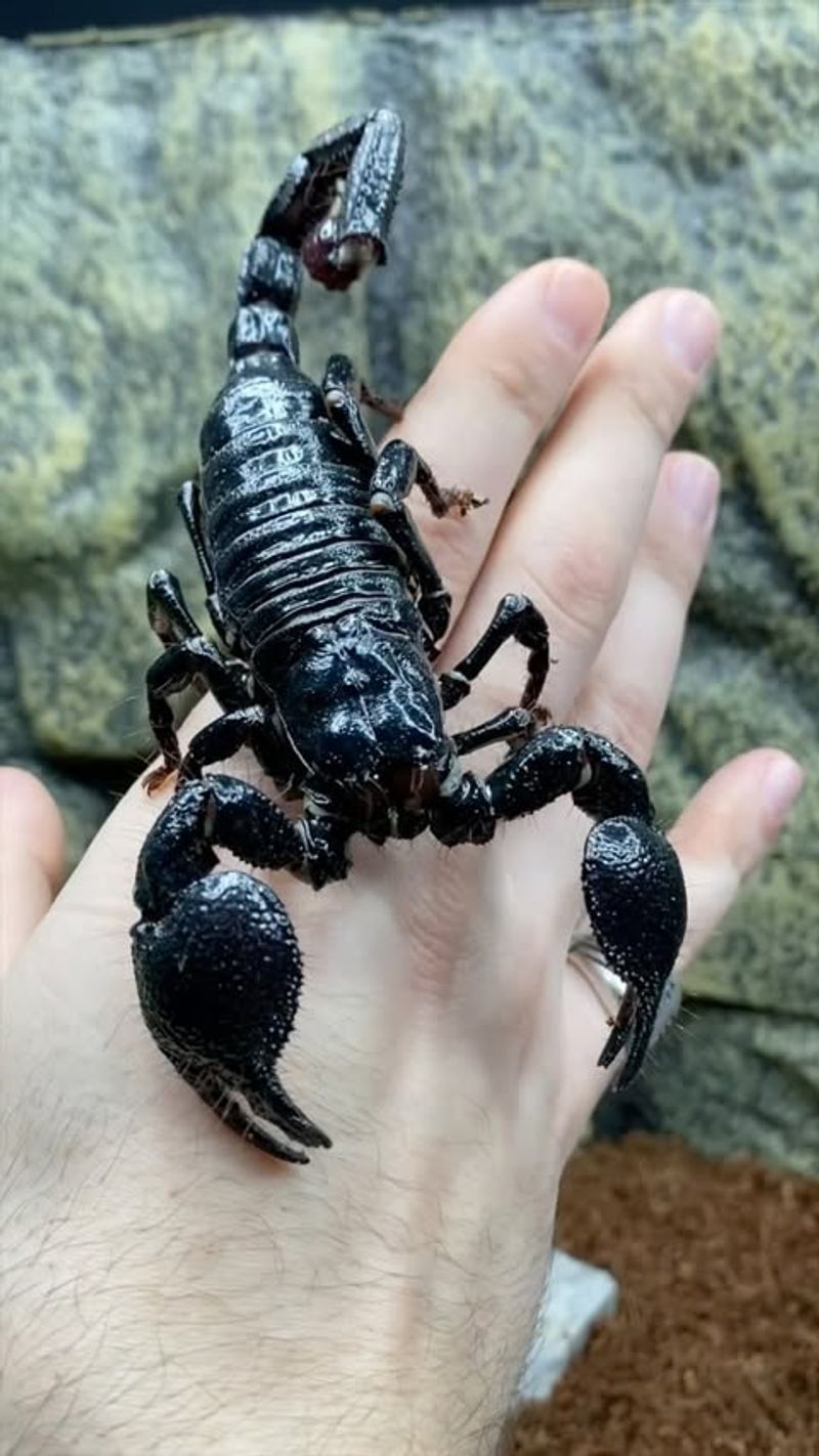 Scorpion