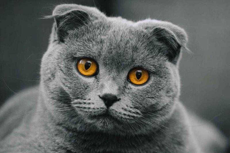 Scottish Fold