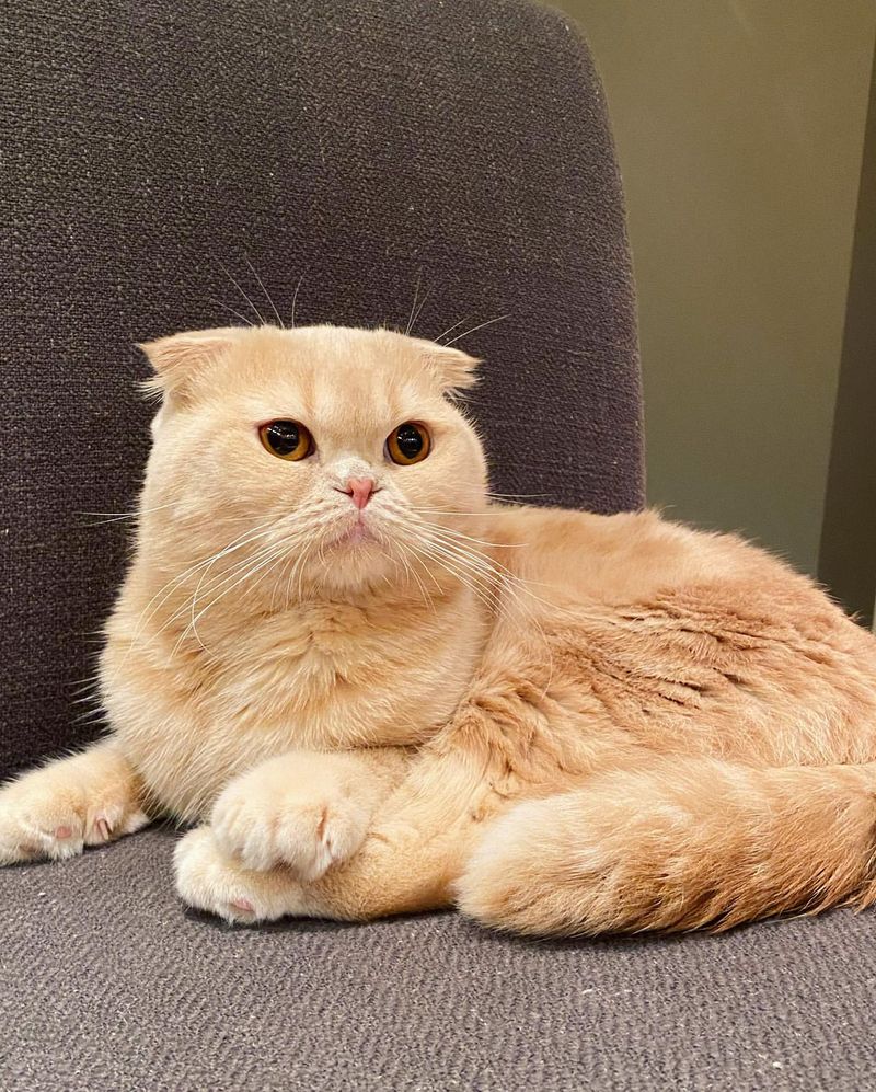 Scottish Fold