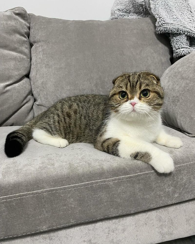 Scottish Fold