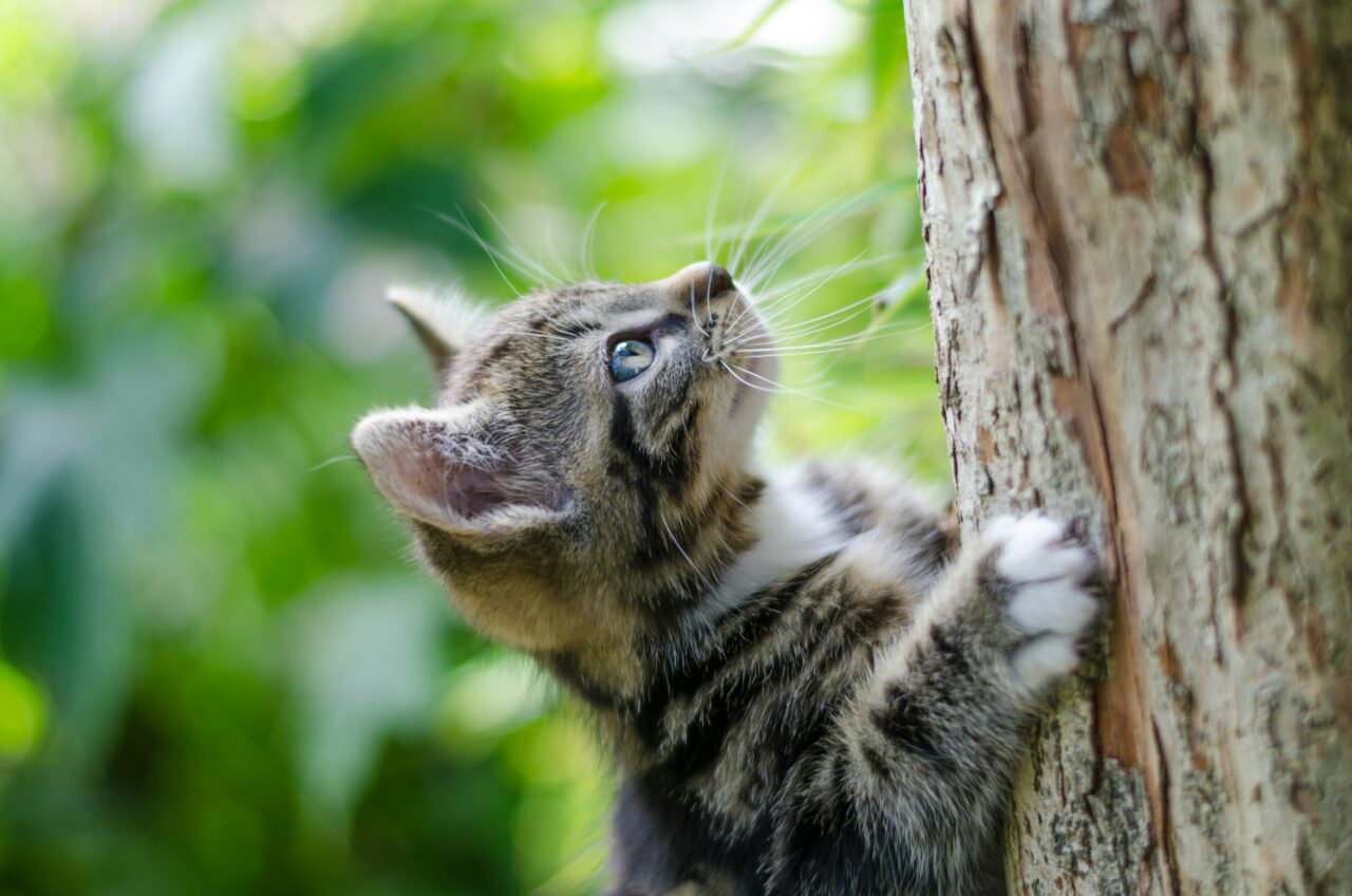 10 Incredible Ways Cats Mark Their Territory Using Instincts You Might Not Expect