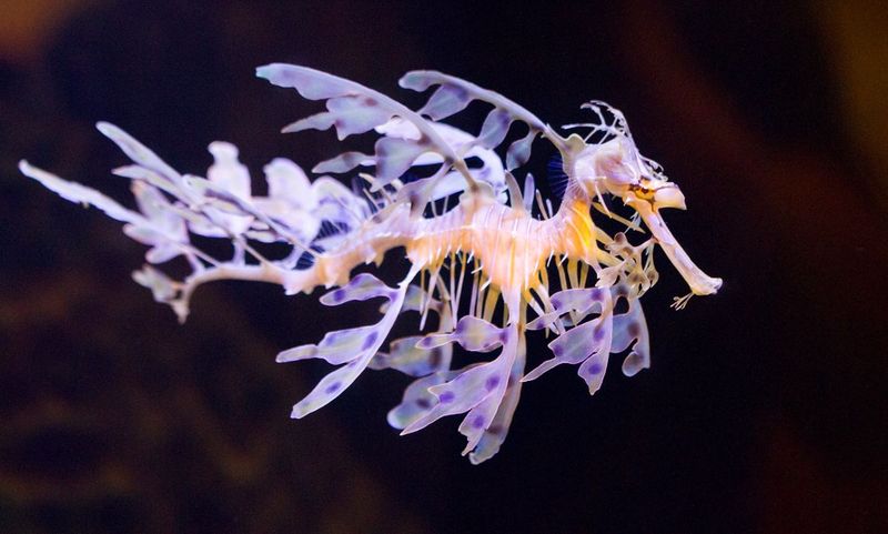 Sea Dragon