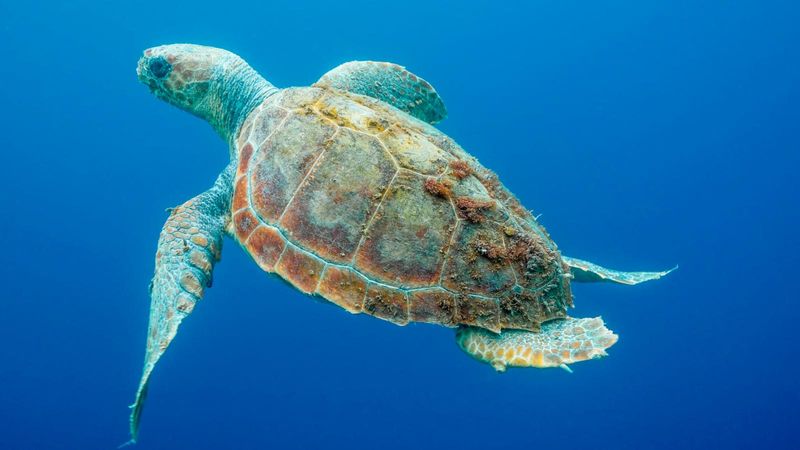 Sea Turtle