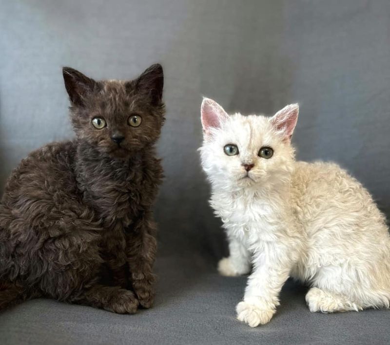 Selkirk Rex