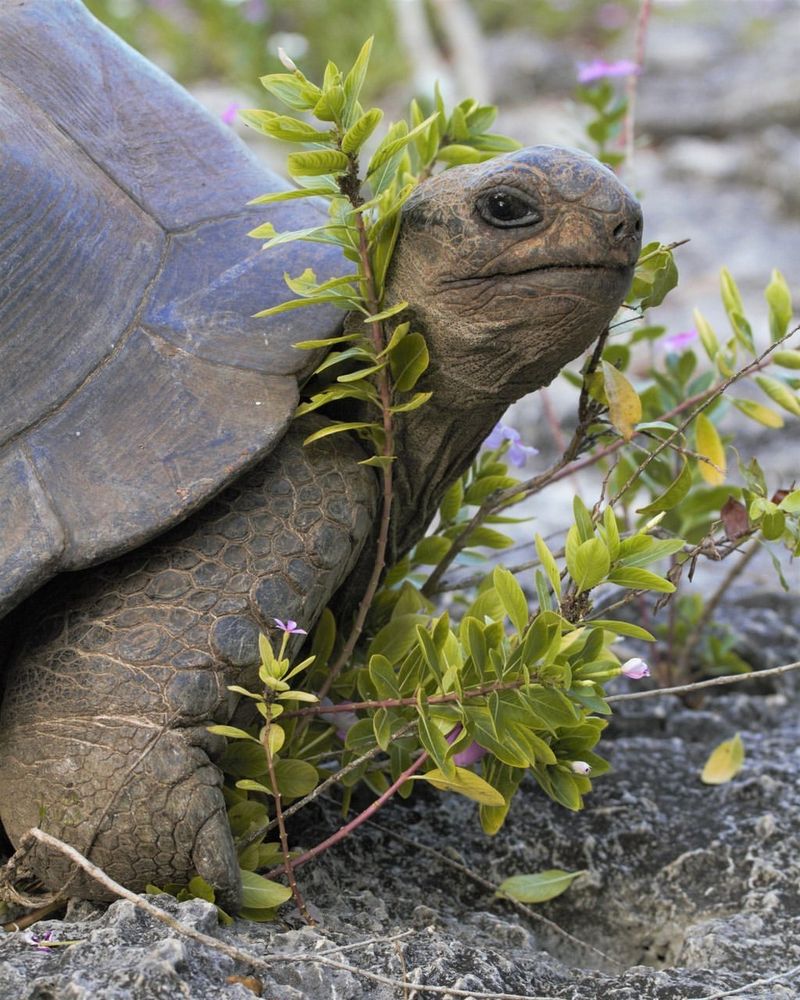 Seychelles Giant Tortoise